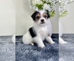Small #2 Chorkie