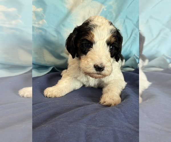 Medium Photo #11 Bernedoodle (Miniature) Puppy For Sale in LONGMONT, CO, USA