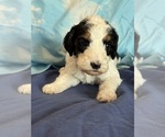 Templeton - Male Bernedoodle (Miniature) Puppy for Sale - Photo #11