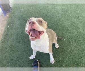 Medium Staffordshire Bull Terrier