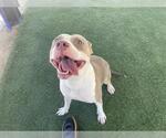 Small Staffordshire Bull Terrier