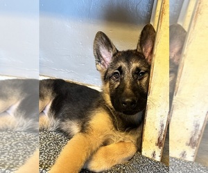 German Shepherd Dog Puppy for sale in EAST LYME, CT, USA