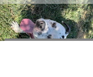Staffordshire Bull Terrier-Unknown Mix Dogs for adoption in Modesto, CA, USA