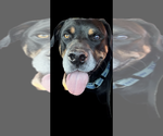 Small #9 Rottweiler