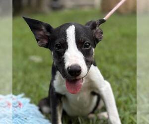 Labrenees Dogs for adoption in Yardley, PA, USA