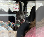 Small #28 American Pit Bull Terrier-Labrador Retriever Mix
