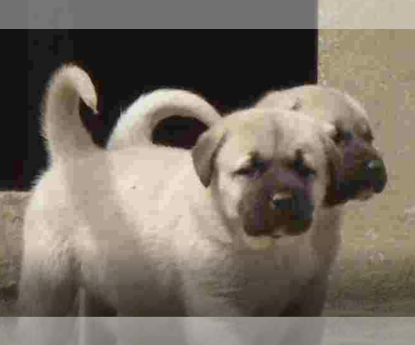 Medium Photo #3 Kangal Dog Puppy For Sale in MESA, AZ, USA