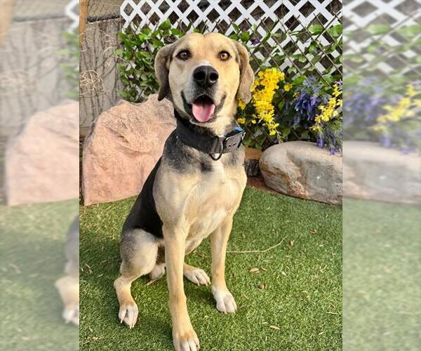 Medium Photo #1 Mutt Puppy For Sale in Oklahoma City, OK, USA