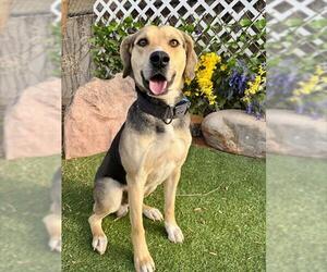 Mutt Dogs for adoption in Oklahoma City, OK, USA