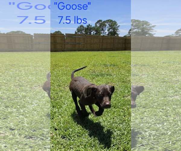Medium Photo #2 German Shorthaired Pointer Puppy For Sale in Stephens City, VA, USA