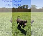 Small #1 German Shorthaired Pointer