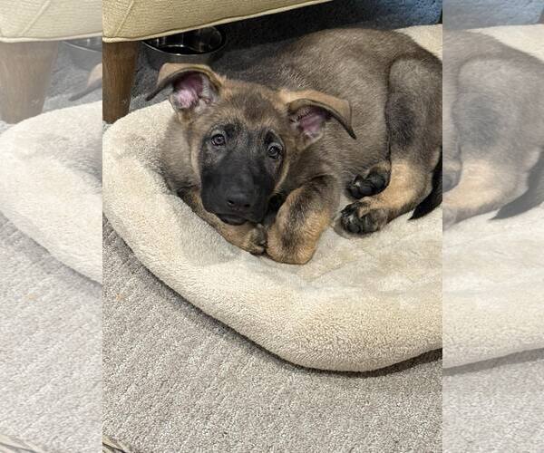Medium Photo #12 German Shepherd Dog Puppy For Sale in Gretna, NE, USA