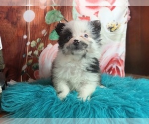 Pomeranian Puppy for sale in CARTHAGE, TX, USA