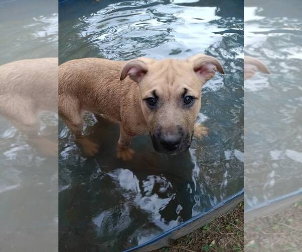 Medium Photo #2 Mutt Puppy For Sale in Poplar Bluff, MO, USA