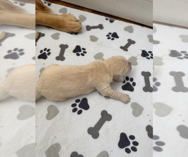 Medium Photo #3 Golden Retriever Puppy For Sale in MERCED, CA, USA