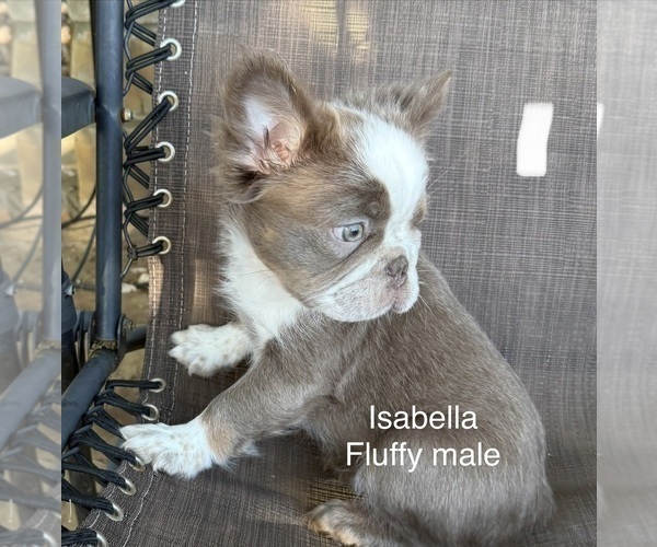 Medium Photo #4 French Bulldog Puppy For Sale in SAN ANTONIO, TX, USA