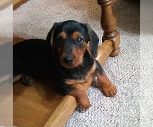 Dorkie Puppy for sale in ROBESONIA, PA, USA