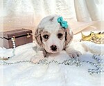 Small Photo #72 Goldendoodle (Miniature) Puppy For Sale in GASTONIA, NC, USA