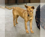 Small #2 Carolina Dog Mix