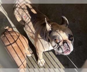 French Bulldog Dogs for adoption in Orange, CA, USA
