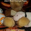 Small Photo #51 Dogo Argentino Puppy For Sale in JANE, MO, USA