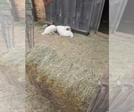 Small Photo #7 Great Pyrenees Puppy For Sale in RONAN, MT, USA