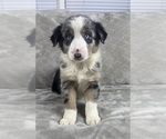 Puppy Boy 2 Australian Shepherd