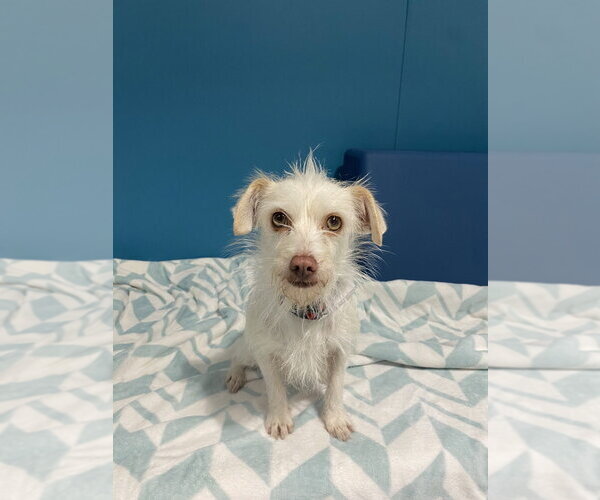 Medium Photo #2 Mutt Puppy For Sale in Salinas, CA, USA