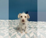 Small #1 Mutt