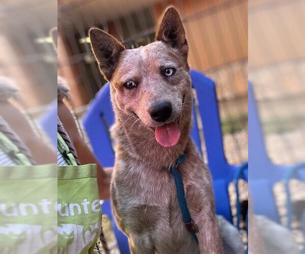 Medium Photo #1 Mutt Puppy For Sale in Sacramento, CA, USA