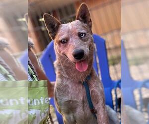 Mutt Dogs for adoption in Sacramento, CA, USA