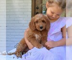 Small #3 Goldendoodle (Miniature)