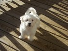Small Photo #14 Coton de Tulear Puppy For Sale in HORSE BRANCH, KY, USA