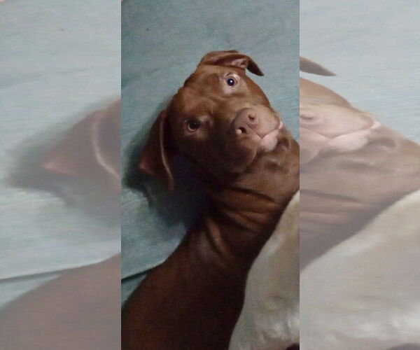 Medium Photo #6 Labrador Retriever-Unknown Mix Puppy For Sale in Wheaton, IL, USA