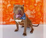 Small #1 American Bulldog Mix