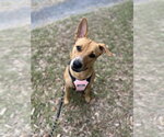 Small #1 Labrador Retriever Mix