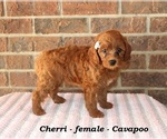 Small #1 Cavapoo