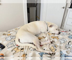 REGIS - Male Labrador Retriever-Unknown Mix Dog for Adoption - Photo #2