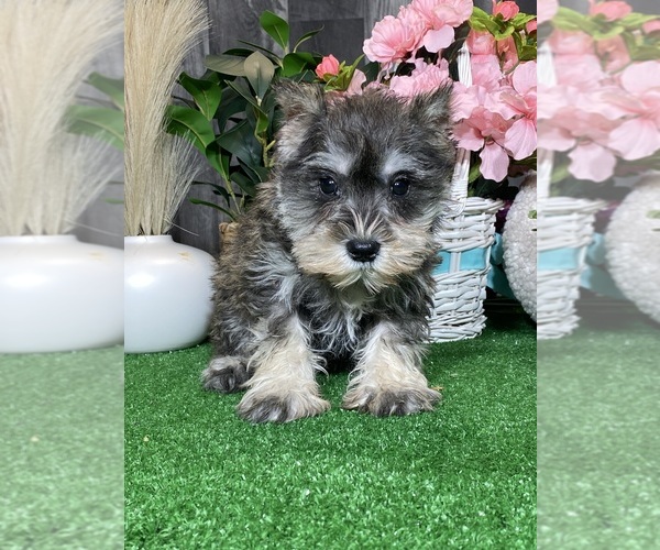 Medium Photo #4 Schnauzer (Miniature) Puppy For Sale in CANOGA, NY, USA