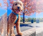 Small Photo #6 Goldendoodle Puppy For Sale in CARLOCK, IL, USA