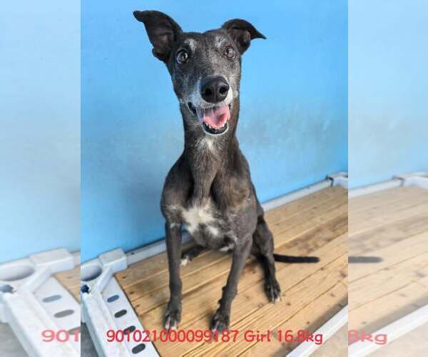 Medium Photo #3 Whippet Puppy For Sale in Cherry Hill, NJ, USA