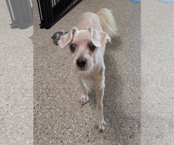 Medium Photo #4 Poodle (Miniature) Puppy For Sale in Spring, TX, USA