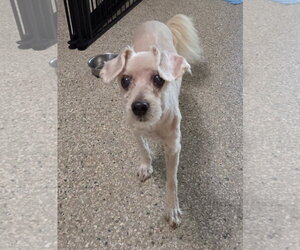 Ava - Female Poodle (Miniature) Dog for Adoption - Photo #4