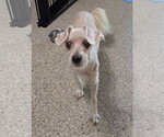 Small #3 Poodle (Miniature)