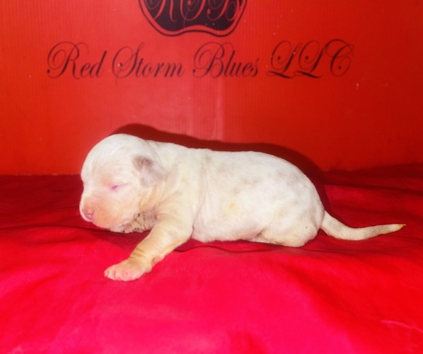 Medium Photo #3 American Bully Puppy For Sale in TRENTON, NJ, USA