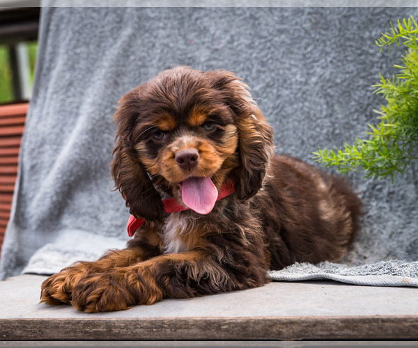 Medium Photo #14 Cocker Spaniel Puppy For Sale in WAKARUSA, IN, USA