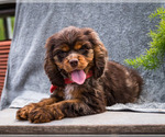 Small Photo #14 Cocker Spaniel Puppy For Sale in WAKARUSA, IN, USA