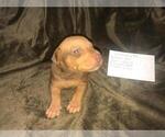 Small Photo #9 American Pit Bull Terrier-Doberman Pinscher Mix Puppy For Sale in HAYESVILLE, NC, USA