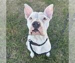 Small American Staffordshire Terrier Mix
