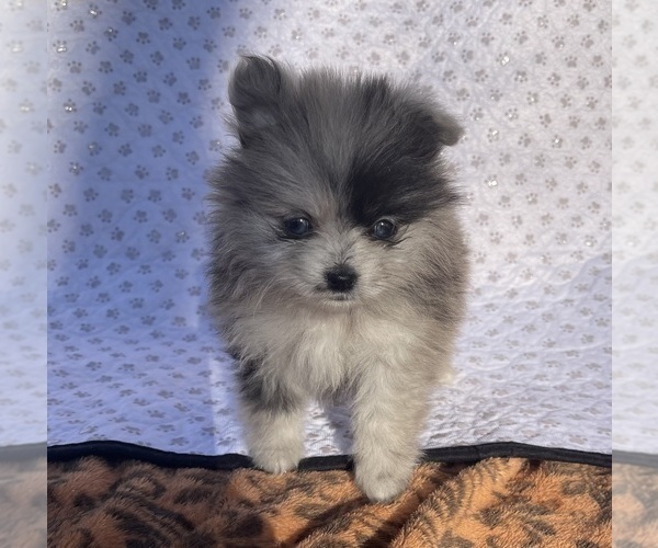 Medium Photo #3 Pomeranian Puppy For Sale in PORTLAND, ME, USA